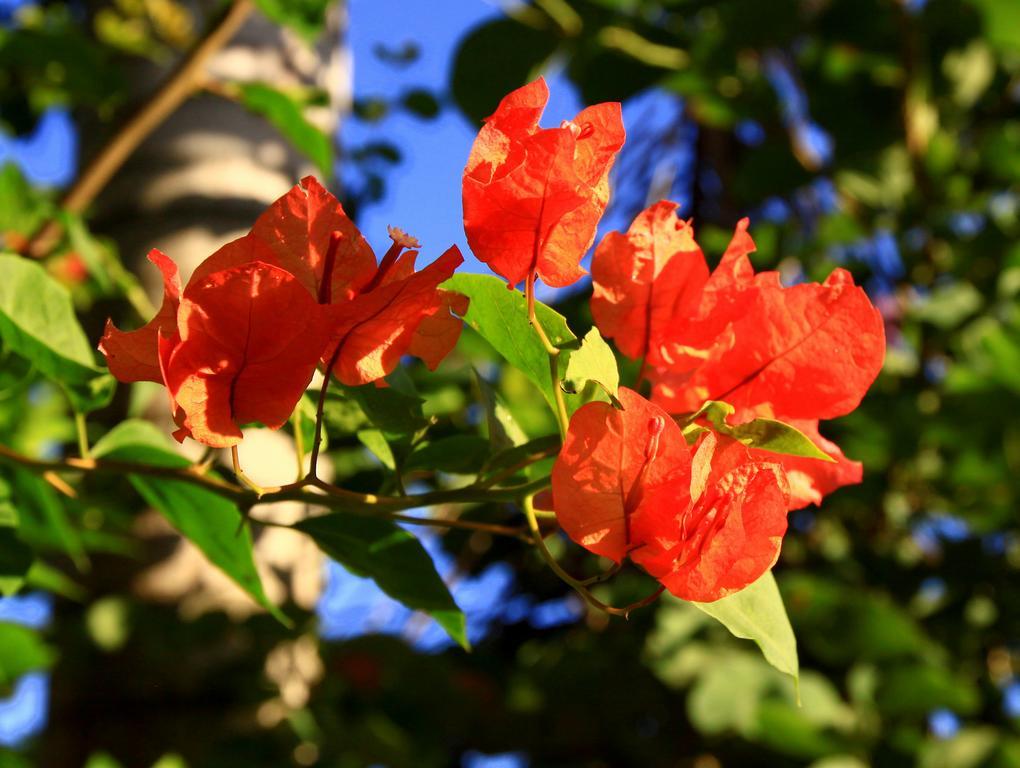 Labellaventura Villa Las Galeras Kültér fotó